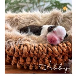 Abby - Phantom male Goldendoodle puppy in Woodland Hills, Utah from The Fairy Paw Mother