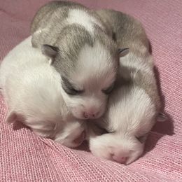 Pomsky Puppies from Pomsky Acres