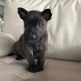Boy 3 - Black brindle male Dutch Shepherd puppy in San Diego, California from TecK9s