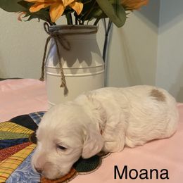 Cockapoo Puppies from Country J Canines