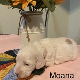Cockapoo Puppies from Country J Canines