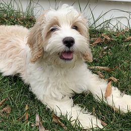 Australian Labradoodles from Darling Labradoodles