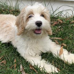 Australian Labradoodles from Darling Labradoodles