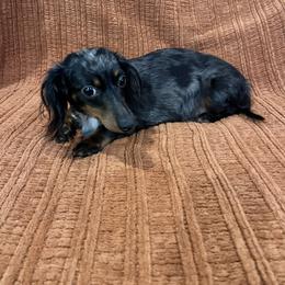 Willow Bean - Dachshund