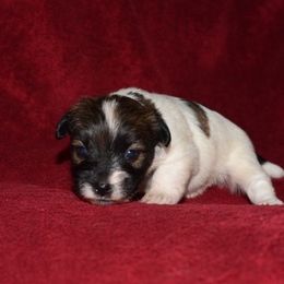 Nutmeg Boy 2 - White and tan male Russell Terrier puppy in Middletown, Virginia from DBF Russell Terriers