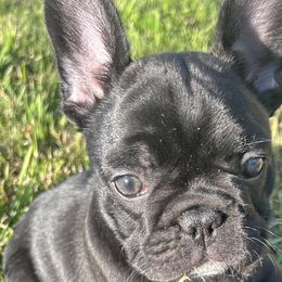 French Bulldogs from Iron Oak Kennel