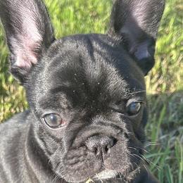 French Bulldogs from Iron Oak Kennel