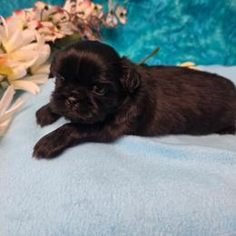 Sophie - Black female Shih Tzu puppy in Green Bay, Wisconsin from Kim's Shih Tzus