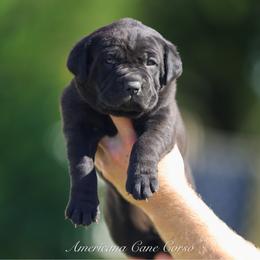 Ruki - Black brindle female Cane Corso puppy in Cable, Ohio from Americana Cane Corso