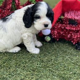 Catahoula Leopard Dog and Cocker Spaniel Puppies from Rich Cat’s