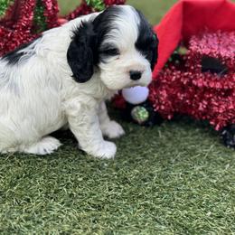 Catahoula Leopard Dog and Cocker Spaniel Puppies from Rich Cat’s