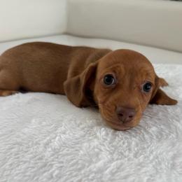 Girl number one Ruby - Red female Dachshund puppy in Spokane, Washington from Dearhaven Doxie