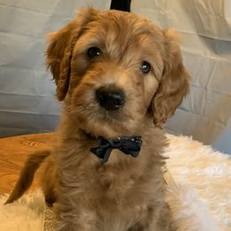 Black Boy - Goldendoodle puppy in Marionville, Missouri from Wright Ranch Doodles
