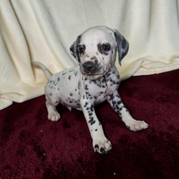 Calvin - White and black male Dalmatian puppy in Adkins, Texas from Rock'N'Spark Dalmatians