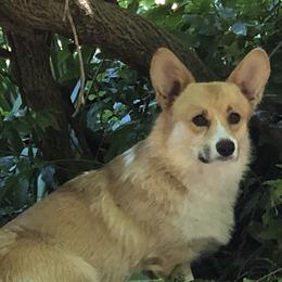 Pembroke Welsh Corgis from Braidwood Corgis