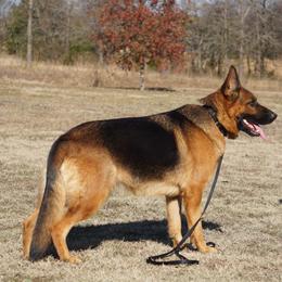 Nikki - German Shepherd