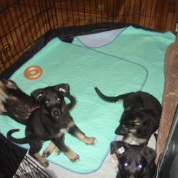Girl 3 teal collar -Ebony aka EBY - Black and tan female German Shepherd puppy in Nye, Montana from Duke AKC Shepherds