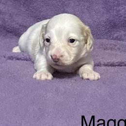 Dachshunds from Lady Maye Dachshund's