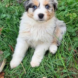 Susie - Blue merle female Australian Shepherd puppy in Ashland, Ohio from SS Australian Shepherds