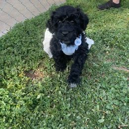 Portuguese Water Dog Puppies from Stacy's PWD Portuguese Water Dogs