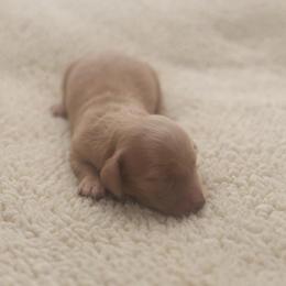 TEETER - Cream female Dachshund puppy in Indiantown, Florida from Turquoise River Minature Dachshunds