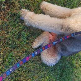 Poppy - Poodle