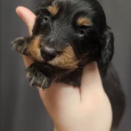 Edward - Black and tan male Dachshund puppy in Pasco, Washington from G & G Kennel