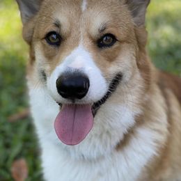 American Corgis and Pembroke Welsh Corgis from Newlands Insane Danes and Corgis