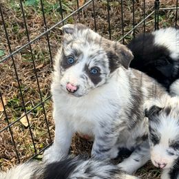 Tatum - Slate merle male Border Collie puppy in Cedartown, Georgia from Ferguson Border Collies
