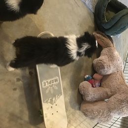 Australian Shepherd Puppies from Highline