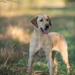 HH High Point Princess - Labrador Retriever