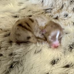 Red Merle 2 - Red merle male Toy Australian Shepherd puppy in Stephenville, Texas from Rockin J Lil Aussies