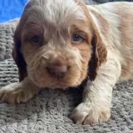 Loki - Lemon and white male English Springer Spaniel puppy in Coeur D'alene, Idaho from Springer Hollow