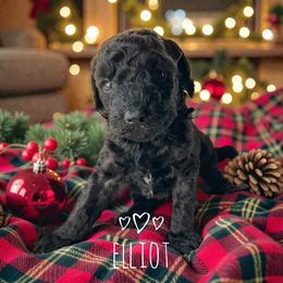 Elliot - Phantom male Goldendoodle puppy in Warrensburg, Missouri from Supreme Doodles
