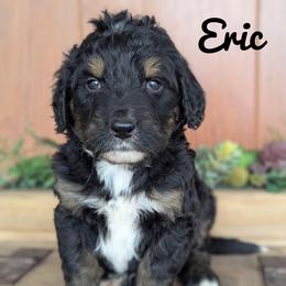 Eric - Tri-color male Bernedoodle puppy in Lancaster, Minnesota from Richardville Hunde