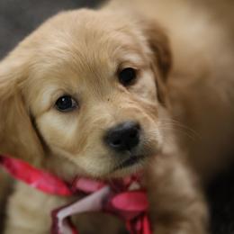 Natasha - Golden female Golden Retriever puppy in Payette, Idaho from Stonewick Retrievers