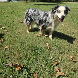Miniature Australian Shepherd All Grown Up from Deep South Aussie's