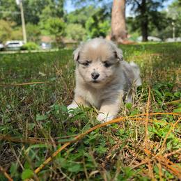 Peggy Schuyler - Blue merle and white female American Corgi puppy in Tallahassee, Florida from Koko's Korgis