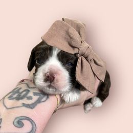 Cocker Spaniel Puppies from Canyonside Cocker Spaniels