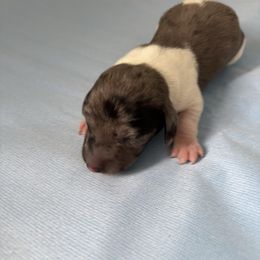 Silver streak - Dapple female Dachshund puppy in Great Falls, Montana from Dawn's designerDachshunds
