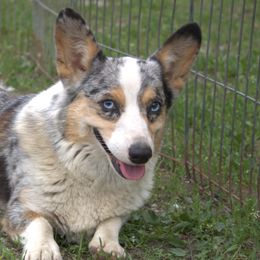 Lyla - American Corgi