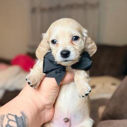 Sunny - Cream male Dachshund puppy in Hornbeck, Louisiana from A&Z Mini Dachshunds
