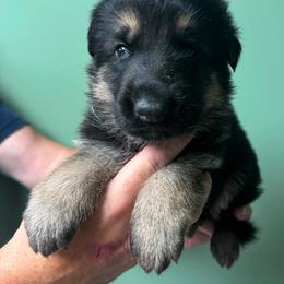 Blue - Black and red male German Shepherd puppy in Hancock, New Hampshire from Kysarah German Shepherds