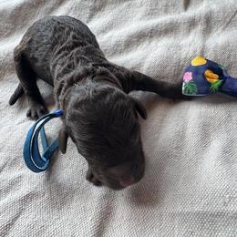 Sage - Chocolate male Goldendoodle puppy in Camden, North Carolina from Oopsie Doodles of NC