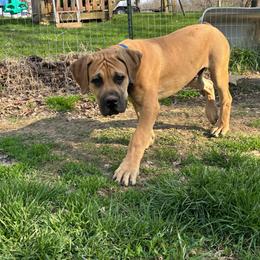 Groot - Fawn male Boerboel puppy in Flemingsburg, Kentucky from Aussgardian Boerboels