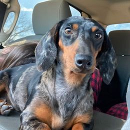 Marie - Dachshund