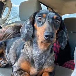 Marie - Dachshund