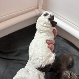 Greg - Parti male Goldendoodle puppy in Rome, Georgia from Victoria’s Designer Doodles