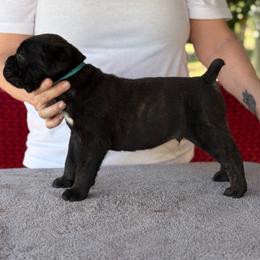 Teal Collar R - Black male Cane Corso puppy in Paris, Texas from Knucklehead Cane Corso