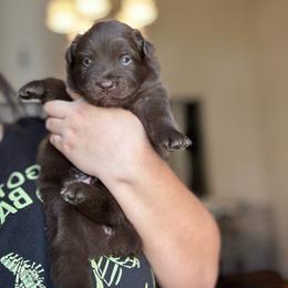 Indy - Red & white female Australian Shepherd puppy in Devine, Texas from Sun Kissed Aussies